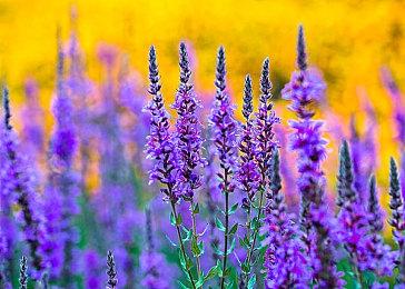 《星空》在Steam上的评价更差了 现已多半差评