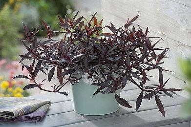 索尼收购开发商Firesprite 成旗下第14家工作室